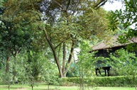 cay vu sua
