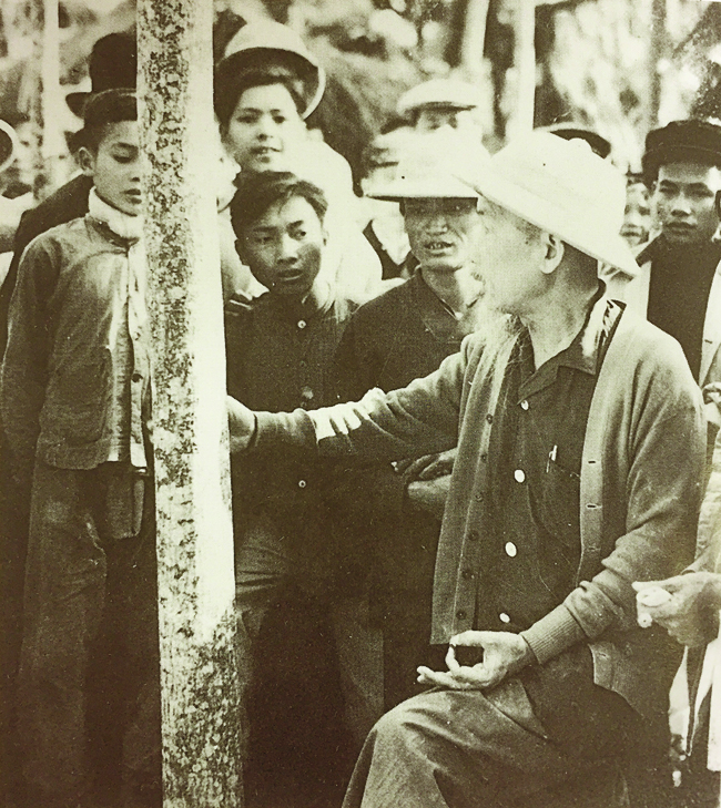 bac ho trong cay 2