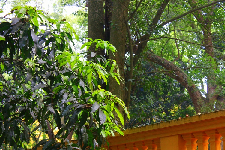 duong-xoai4